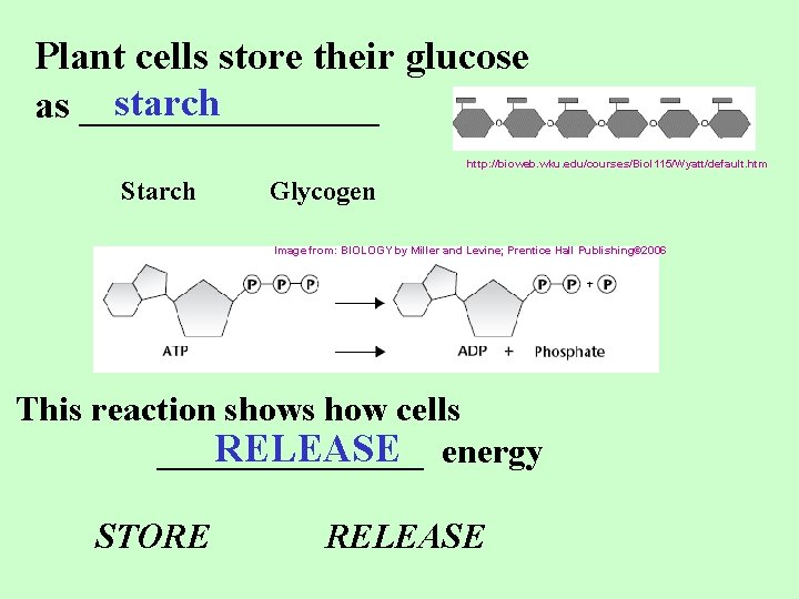 Plant cells store their glucose starch as ________ http: //bioweb. wku. edu/courses/Biol 115/Wyatt/default. htm