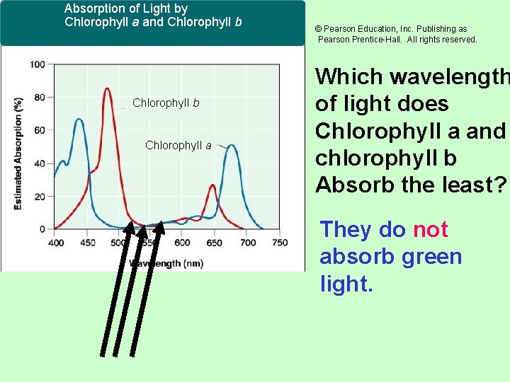 Absorption of Light by Chlorophyll a and Chlorophyll b Chlorophyll a © Pearson Education,