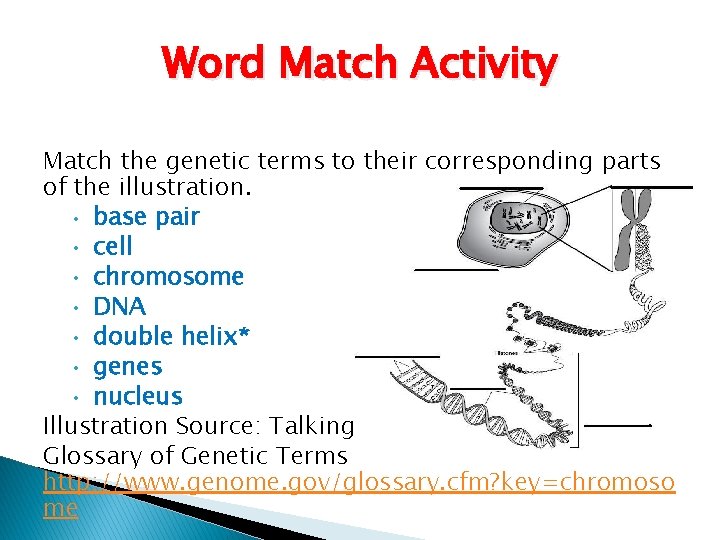 Word Match Activity Match the genetic terms to their corresponding parts of the illustration.