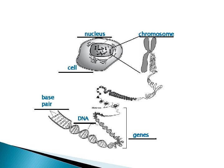 nucleus chromosome cell base pair DNA genes 