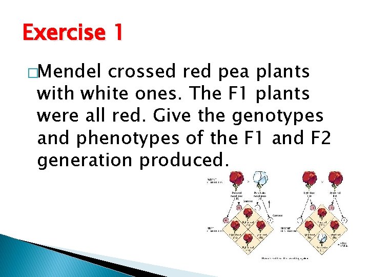 Exercise 1 �Mendel crossed red pea plants with white ones. The F 1 plants