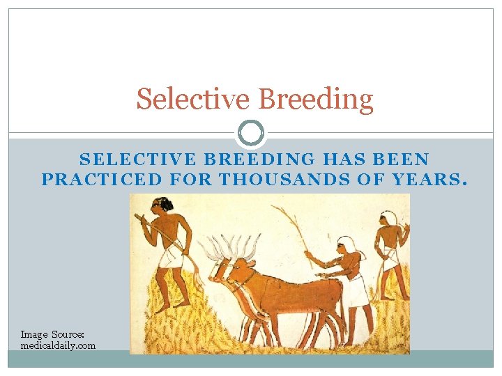 Selective Breeding SELECTIVE BREEDING HAS BEEN PRACTICED FOR THOUSANDS OF YEARS. Image Source: medicaldaily.