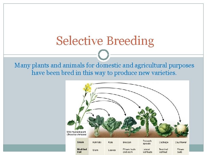 Selective Breeding Many plants and animals for domestic and agricultural purposes have been bred