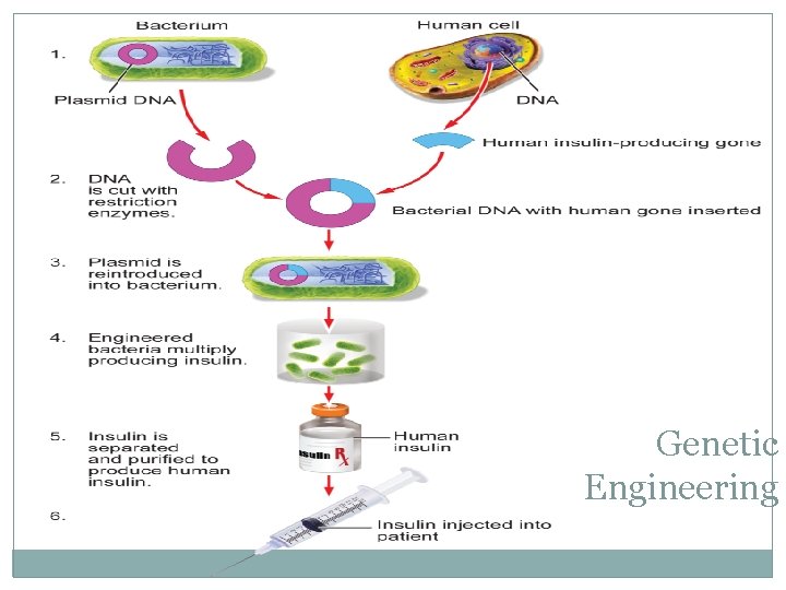 Genetic Engineering 