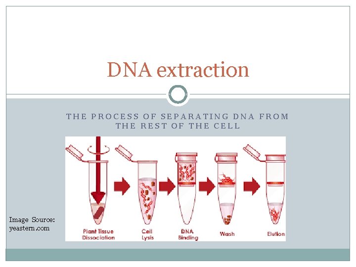 DNA extraction THE PROCESS OF SEPARATING DNA FROM THE REST OF THE CELL Image