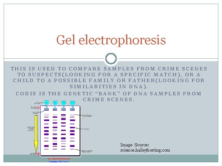 Gel electrophoresis THIS IS USED TO COMPARE SAMPLES FROM CRIME SCENES TO SUSPECTS(LOOKING FOR