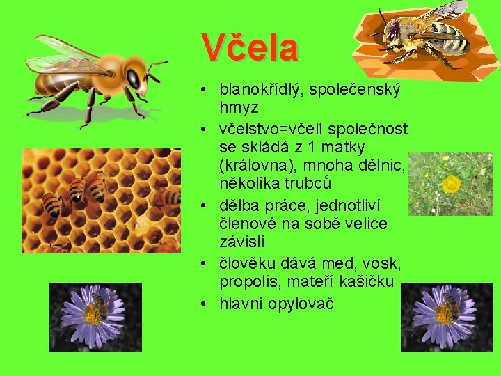 Včela • blanokřídlý, společenský hmyz • včelstvo=včelí společnost se skládá z 1 matky (královna),