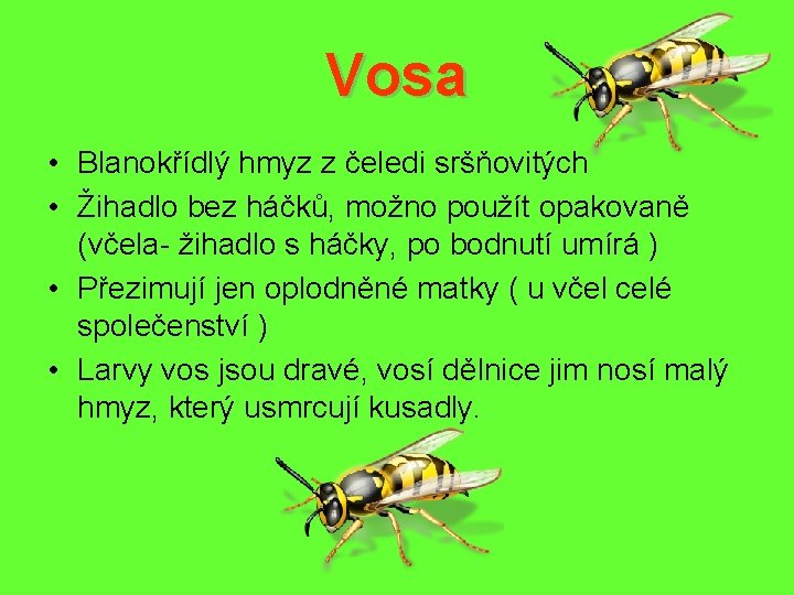 Vosa • Blanokřídlý hmyz z čeledi sršňovitých • Žihadlo bez háčků, možno použít opakovaně