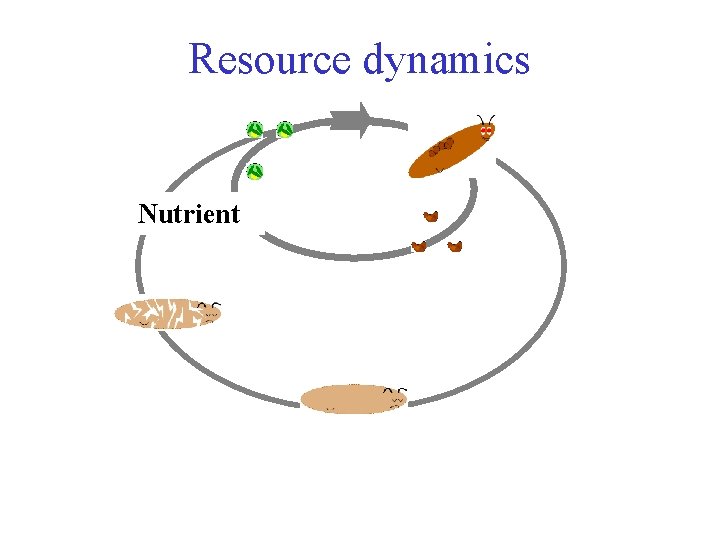 Resource dynamics Nutrient 