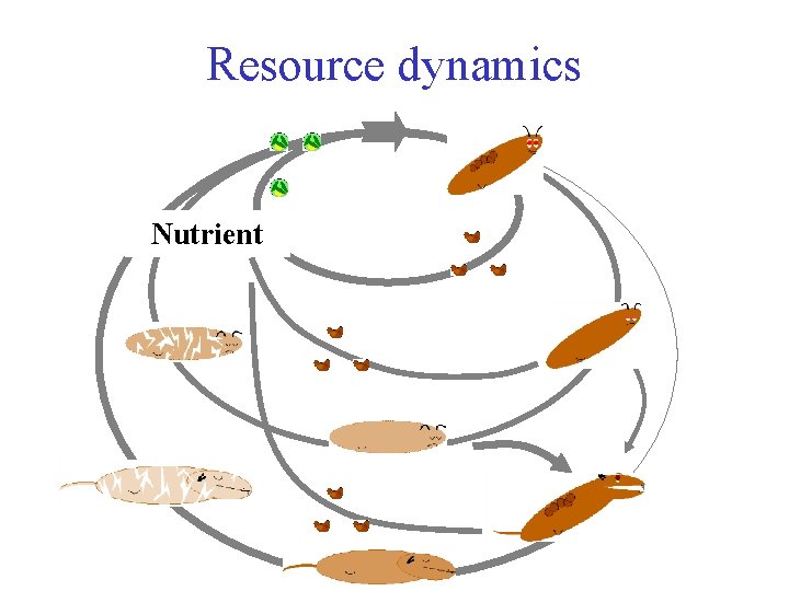 Resource dynamics Nutrient 