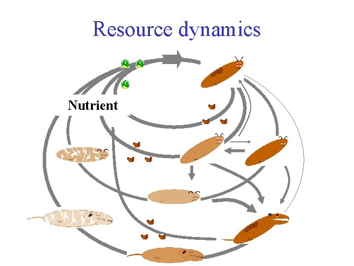 Resource dynamics Nutrient 