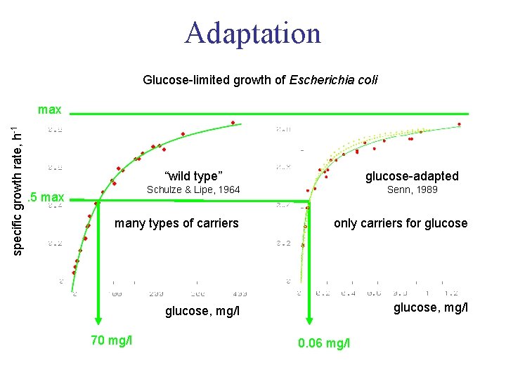 Adaptation Glucose-limited growth of Escherichia coli specific growth rate, h-1 max . 5 max