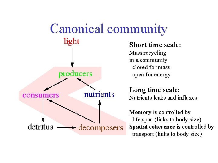 Canonical community Short time scale: Mass recycling in a community closed for mass open