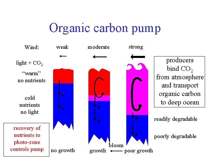 Organic carbon pump Wind: weak moderate strong producers bind CO 2 from atmosphere and