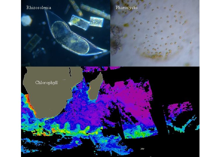 Rhizosolenia Chlorophyll Phaeocystis 