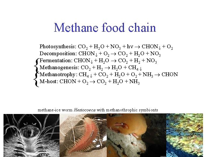 Methane food chain Photosynthesis: CO 2 + H 2 O + NO 3 +