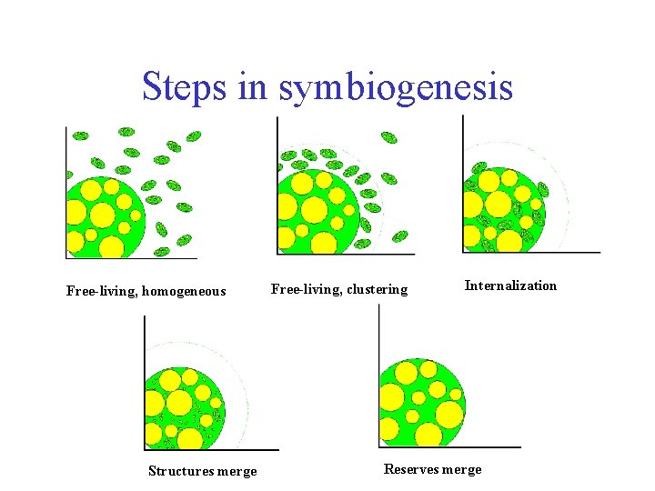 Steps in symbiogenesis Free-living, homogeneous Structures merge Free-living, clustering Internalization Reserves merge 