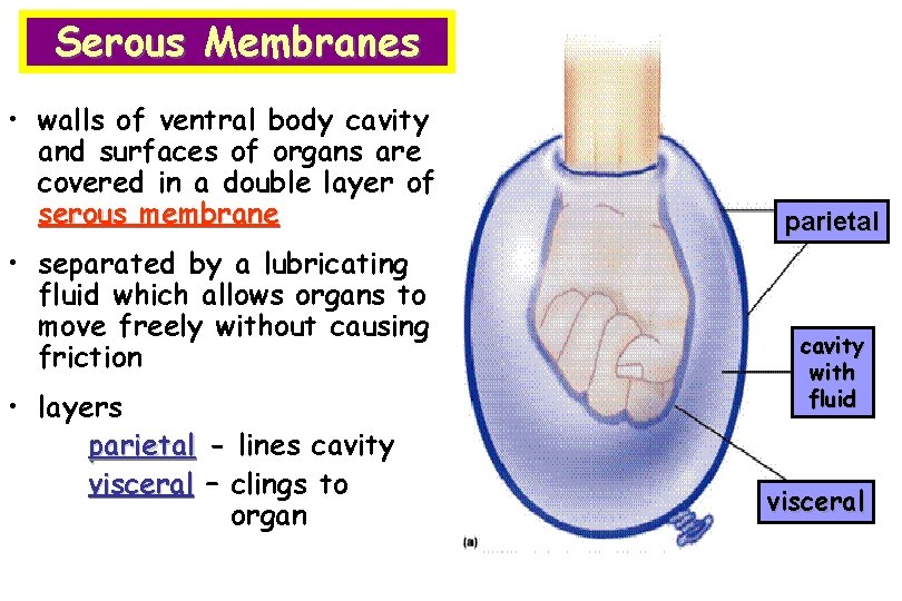 Serous Membranes • walls of ventral body cavity and surfaces of organs are covered