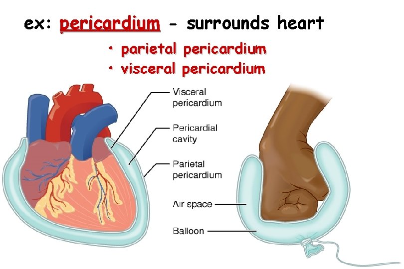 ex: pericardium - surrounds heart • • parietal visceral pericardium 