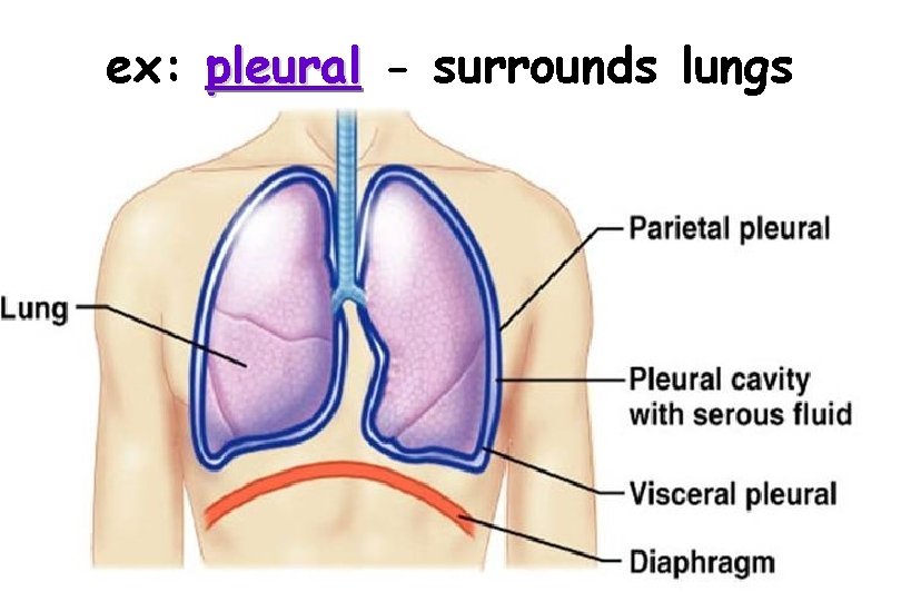 ex: pleural - surrounds lungs 