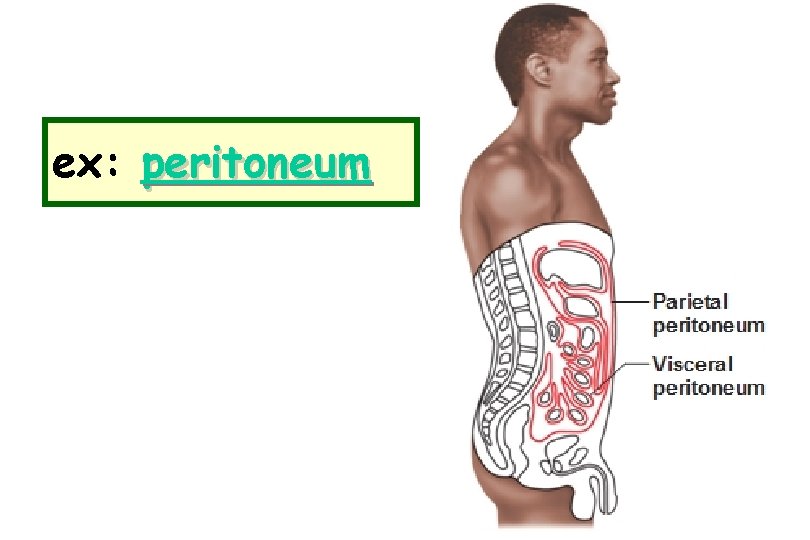 ex: peritoneum  ex: peritoneum