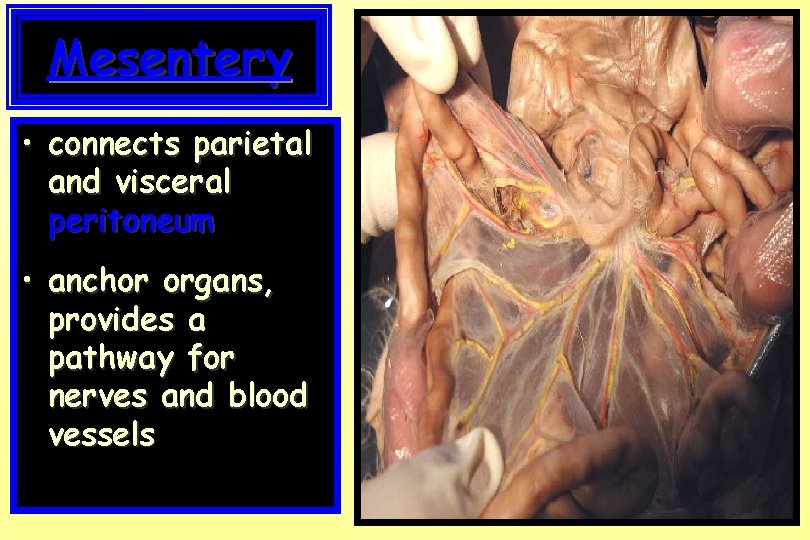Mesentery • connects parietal and visceral peritoneum • anchor organs, provides a pathway for
