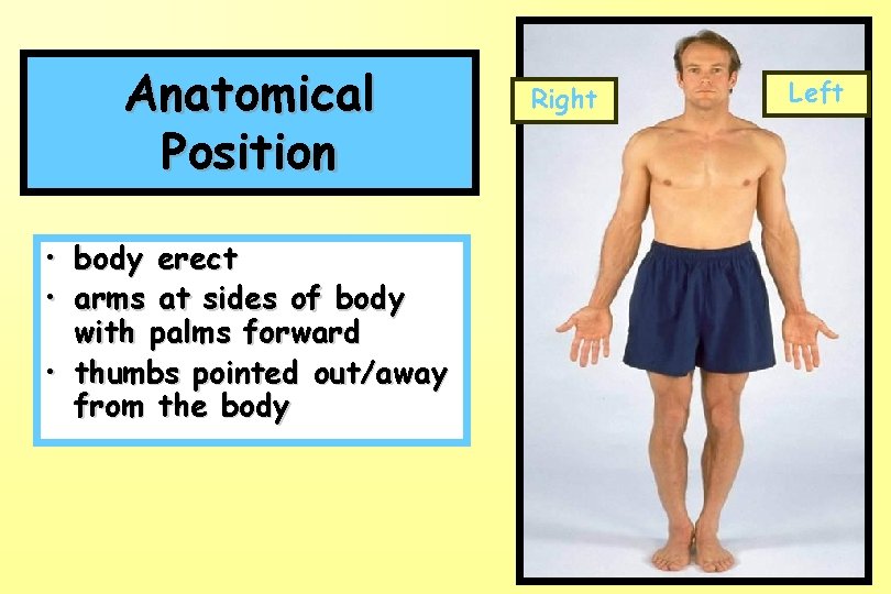 Anatomical Position • body erect • arms at sides of body with palms forward