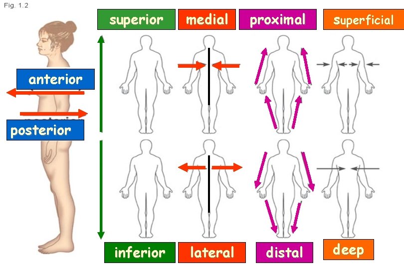 superior medial proximal superficial anterior posterior inferior lateral distal deep 