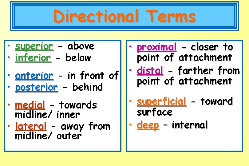 Directional Terms • superior - above • inferior - below • • • proximal