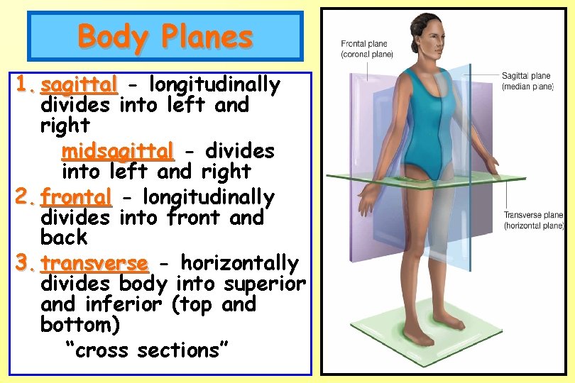 Body Planes 1. sagittal - longitudinally divides into left and right midsagittal - divides Body Planes 1. sagittal - longitudinally divides into left and right midsagittal - divides