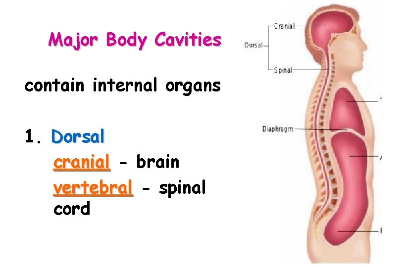 Major Body Cavities contain internal organs 1. Dorsal cranial - brain vertebral - spinal
