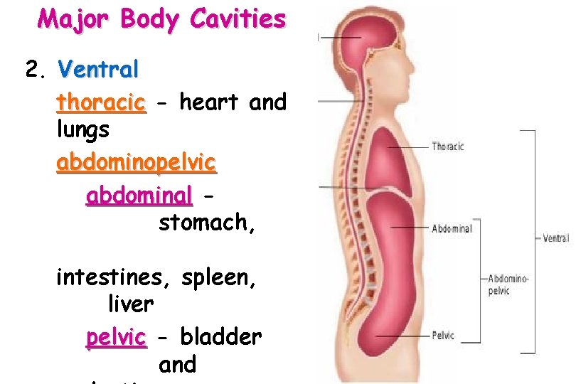 Major Body Cavities 2. Ventral thoracic - heart and lungs abdominopelvic abdominal stomach, intestines,