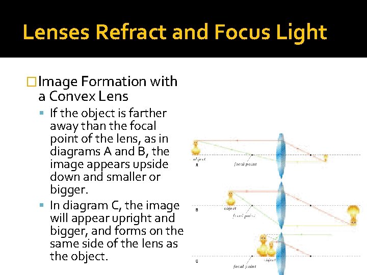 Lenses Refract and Focus Light �Image Formation with a Convex Lens If the object