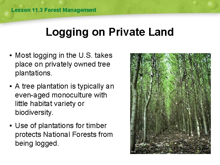 Lesson 11. 3 Forest Management Logging on Private Land • Most logging in the