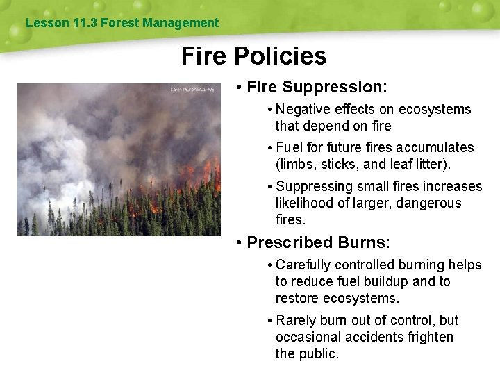 Lesson 11. 3 Forest Management Fire Policies • Fire Suppression: • Negative effects on