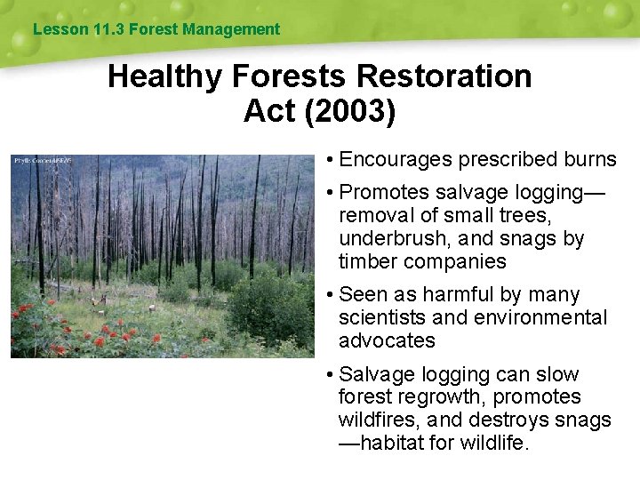 Lesson 11. 3 Forest Management Healthy Forests Restoration Act (2003) • Encourages prescribed burns