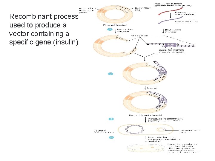 Recombinant process used to produce a vector containing a specific gene (insulin). 