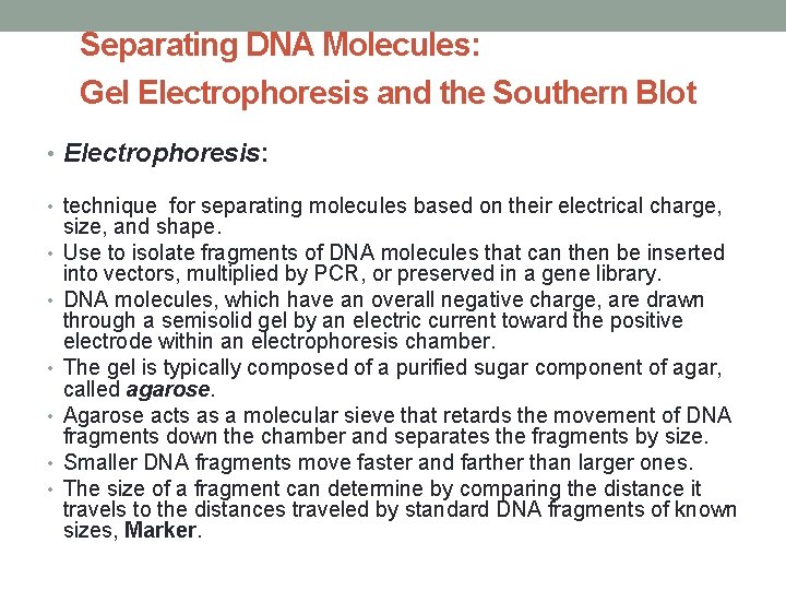 Separating DNA Molecules: Gel Electrophoresis and the Southern Blot • Electrophoresis: • technique for