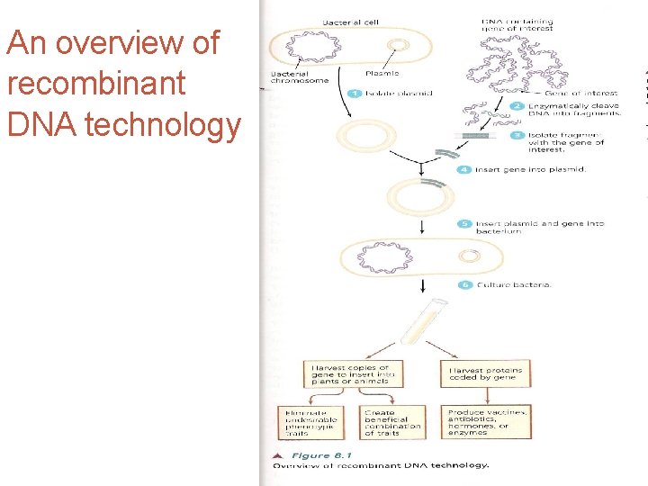 An overview of recombinant DNA technology 