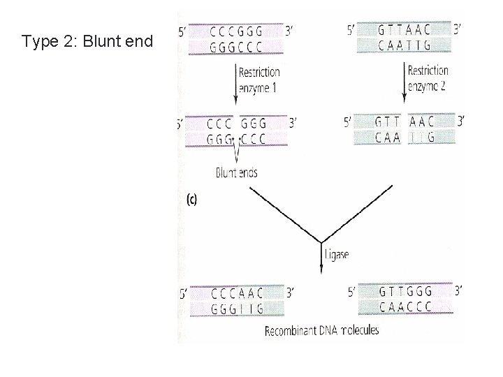 Type 2: Blunt end 