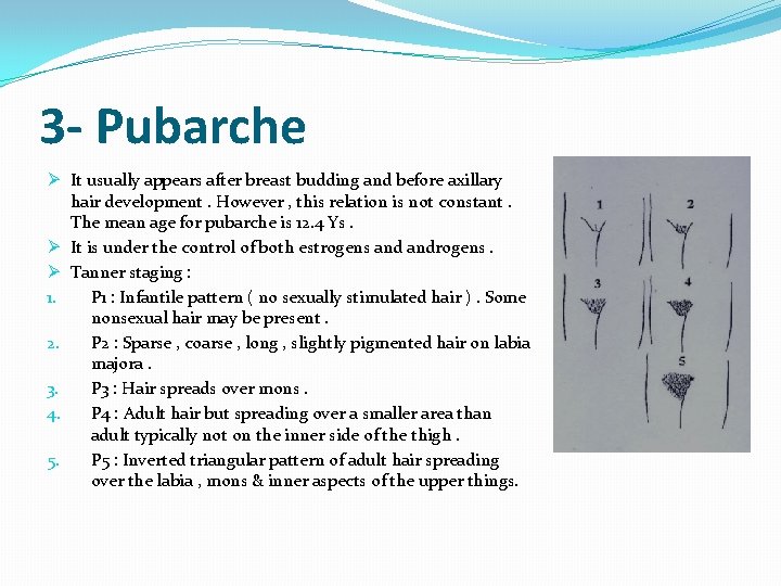 3 - Pubarche Ø It usually appears after breast budding and before axillary hair