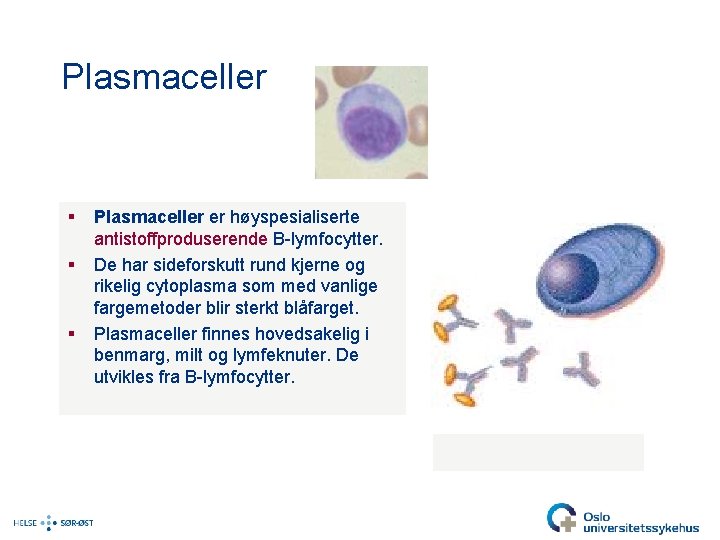 Plasmaceller § § § Plasmaceller er høyspesialiserte antistoffproduserende B-lymfocytter. De har sideforskutt rund kjerne