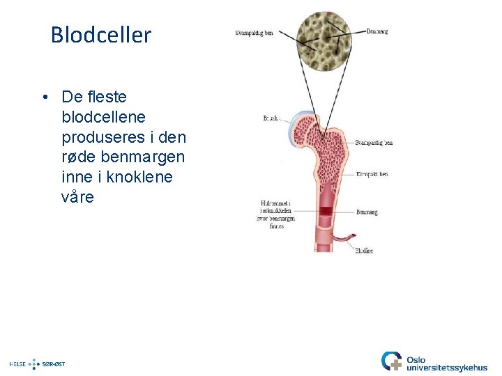 Blodceller • De fleste blodcellene produseres i den røde benmargen inne i knoklene våre
