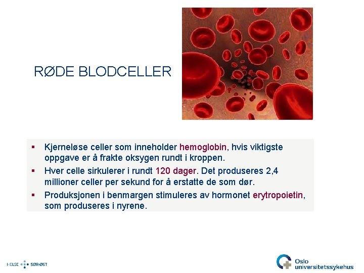 RØDE BLODCELLER § § § Kjerneløse celler som inneholder hemoglobin, hvis viktigste oppgave er