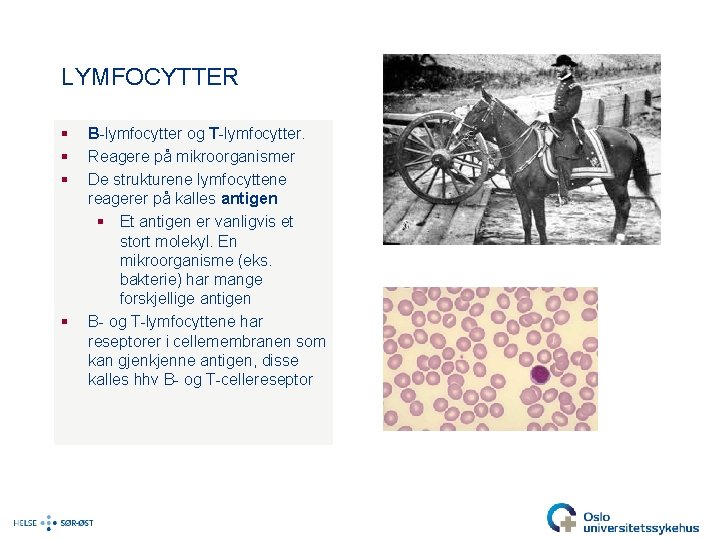 LYMFOCYTTER § § B-lymfocytter og T-lymfocytter. Reagere på mikroorganismer De strukturene lymfocyttene reagerer på