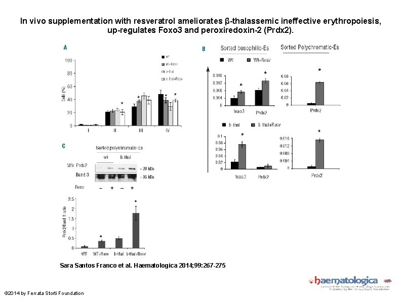 In vivo supplementation with resveratrol ameliorates β-thalassemic ineffective erythropoiesis, up-regulates Foxo 3 and peroxiredoxin-2