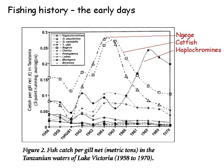 Fishing history – the early days Ngege Catfish Haplochromines 
