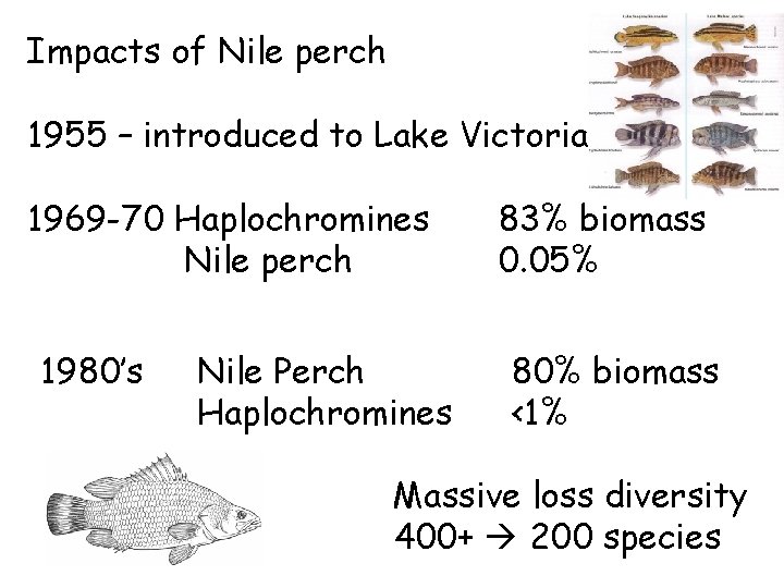 Impacts of Nile perch 1955 – introduced to Lake Victoria 1969 -70 Haplochromines Nile