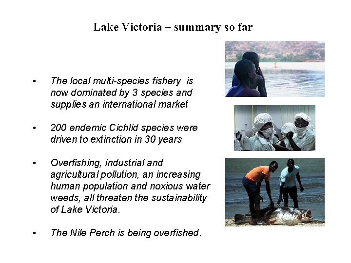 Lake Victoria – summary so far • The local multi-species fishery is now dominated