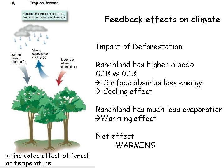 Feedback effects on climate Impact of Deforestation Ranchland has higher albedo 0. 18 vs